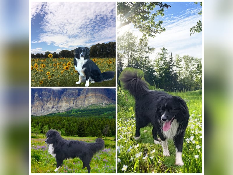 Mini Australian Shepherd Deckrüde