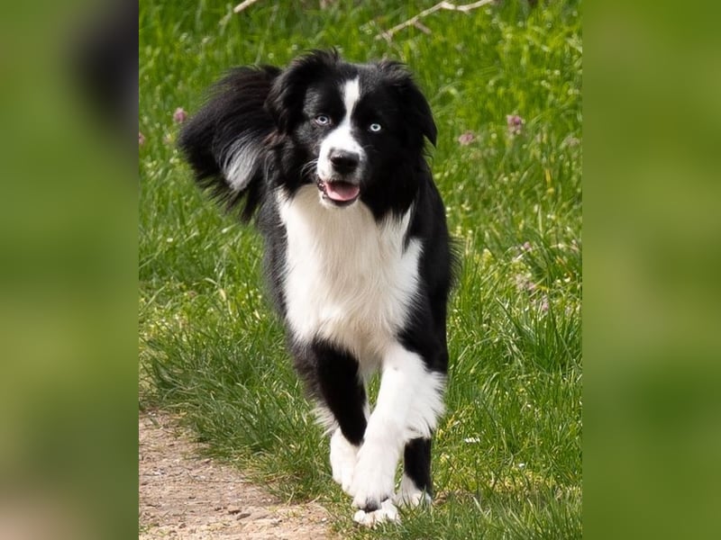 Mini Australian Shepherd Deckrüde