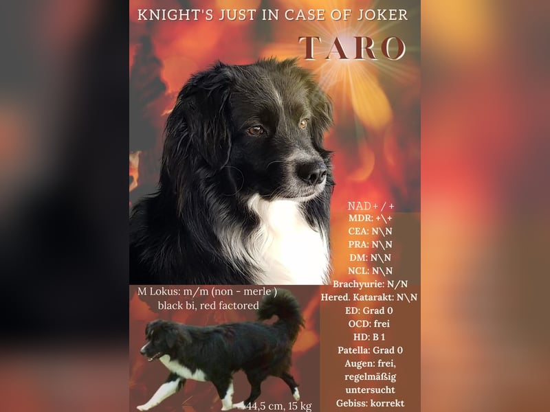 Mini Australian Shepherd Deckrüde