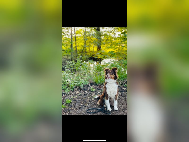 DRINGENDES ZUHAUSE oder Pflegestelle GESUCHT – FÜR MINI-AUSSIE AMY