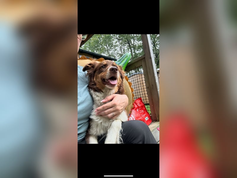 DRINGENDES ZUHAUSE oder Pflegestelle GESUCHT – FÜR MINI-AUSSIE AMY