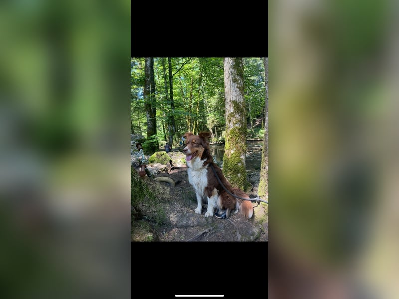 DRINGENDES ZUHAUSE oder Pflegestelle GESUCHT – FÜR MINI-AUSSIE AMY