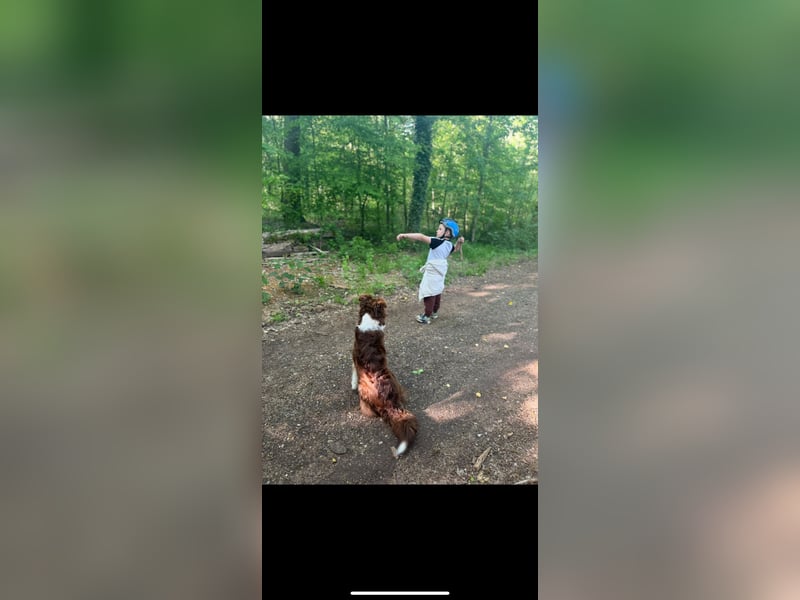 Amy - Mini Australian Shepherd Mini Ausi kinderlieb verschmust lieb