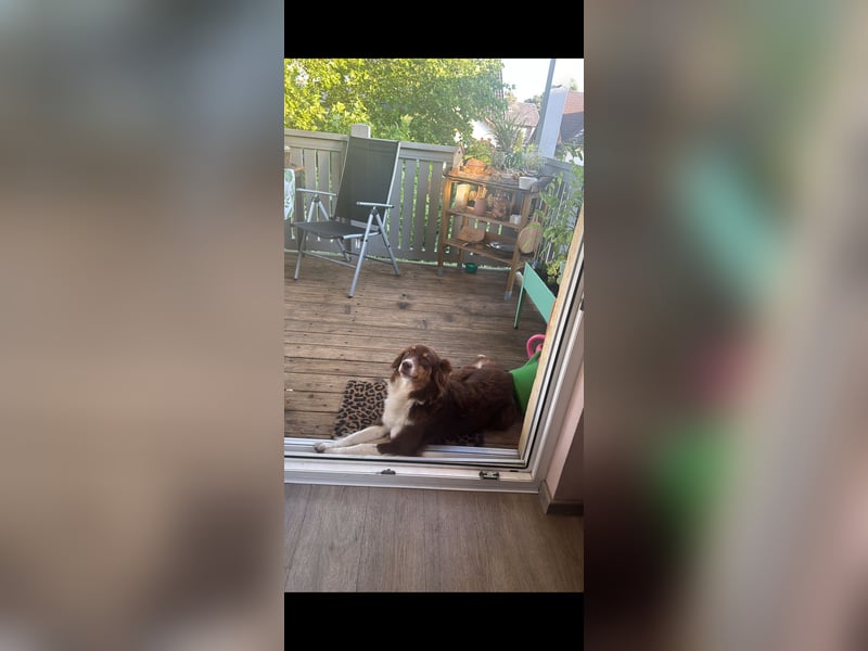 Amy - Mini Australian Shepherd Mini Ausi kinderlieb verschmust lieb