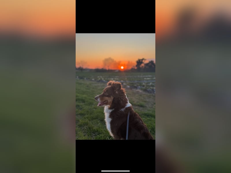 Amy - Mini Australian Shepherd Mini Ausi kinderlieb verschmust lieb