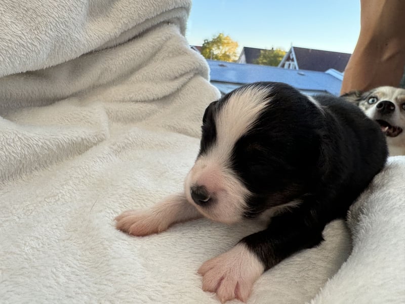 Mini Australian Shepherd Mini Aussie Welpen