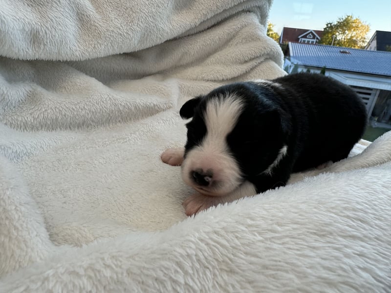 Mini Australian Shepherd Mini Aussie Welpen