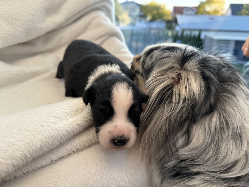 Mini Australian Shepherd Mini Aussie Welpen