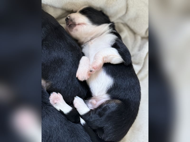 Mini Australian Shepherd Mini Aussie Welpen