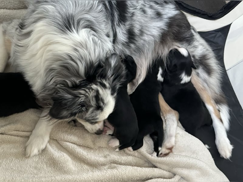 Mini Australian Shepherd Mini Aussie Welpen