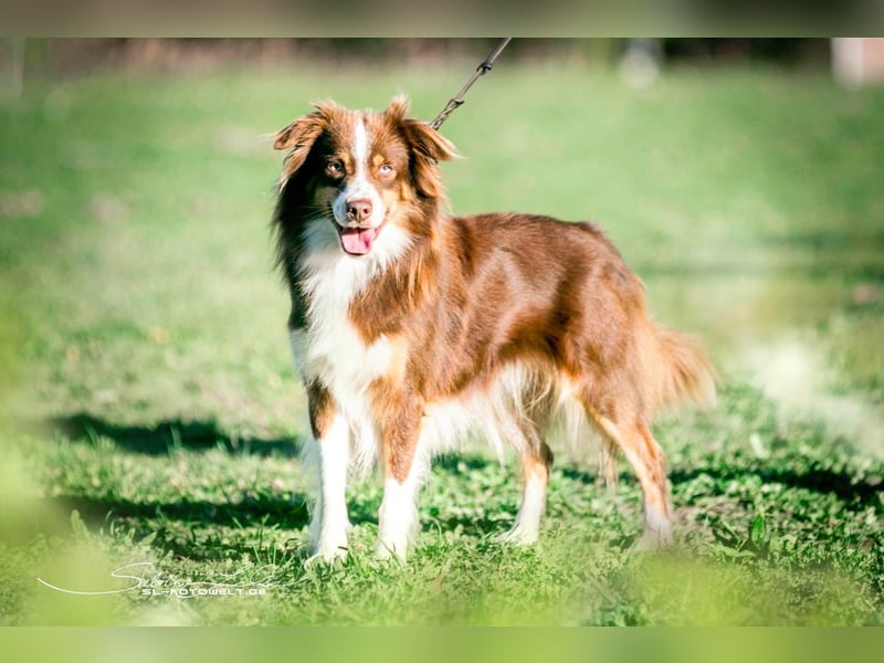 Mini Australian Shepherd Mini Aussie Welpen