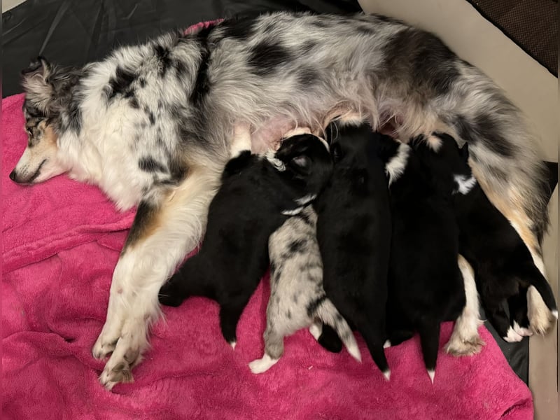 Mini Australian Shepherd Mini Aussie Welpen