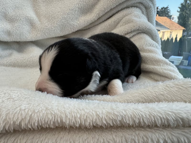 Mini Australian Shepherd Mini Aussie Welpen