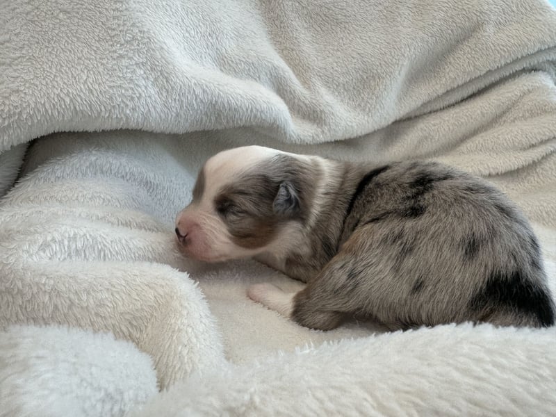 Mini Australian Shepherd Mini Aussie Welpen