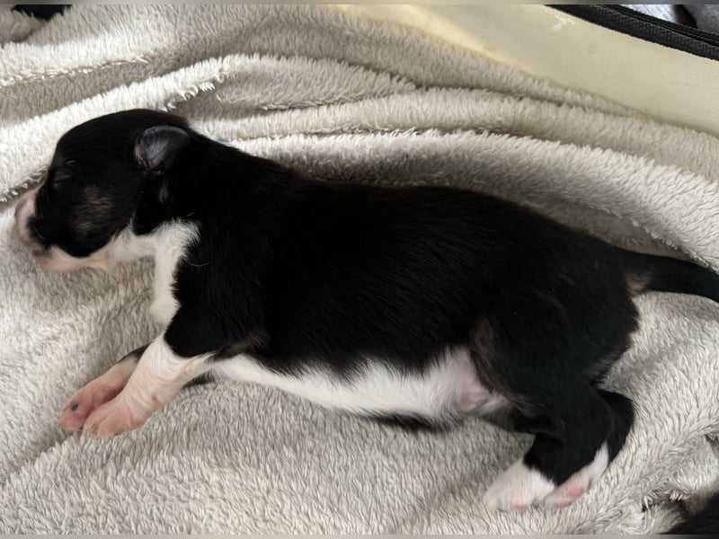 Mini Australian Shepherd Mini Aussie Welpen