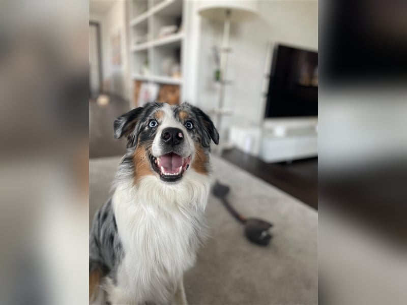 Deckrüde Australian Shepherd