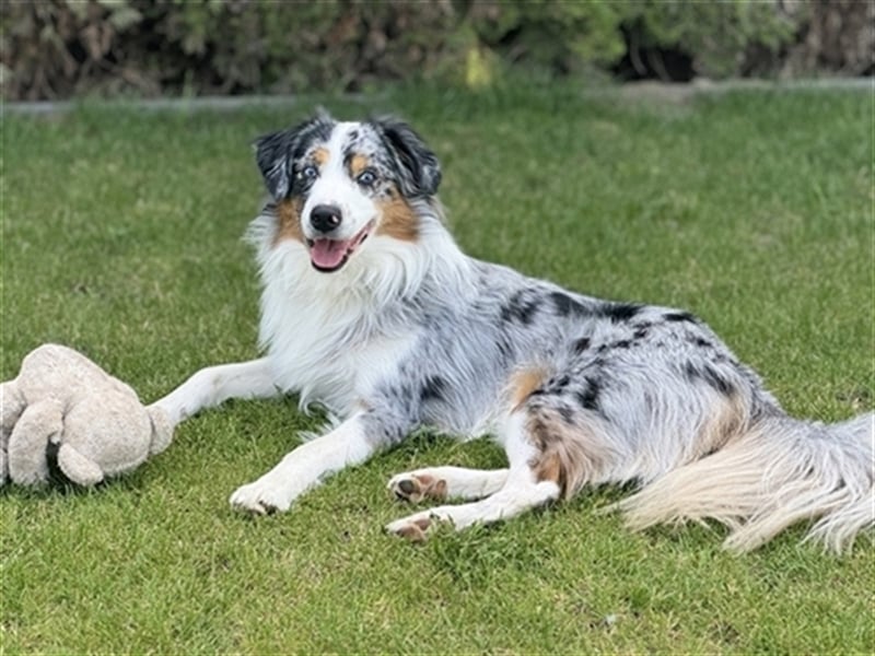 Deckrüde Australian Shepherd