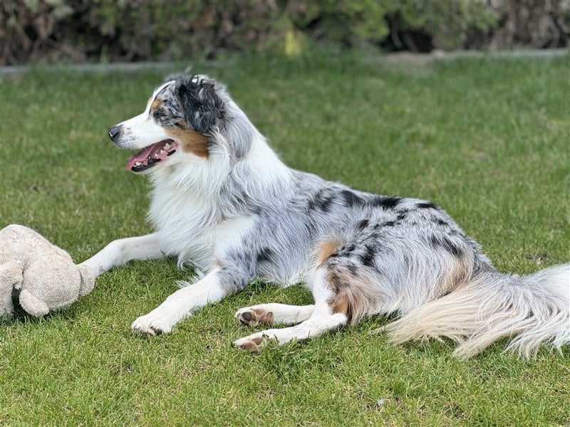 Deckrüde Australian Shepherd