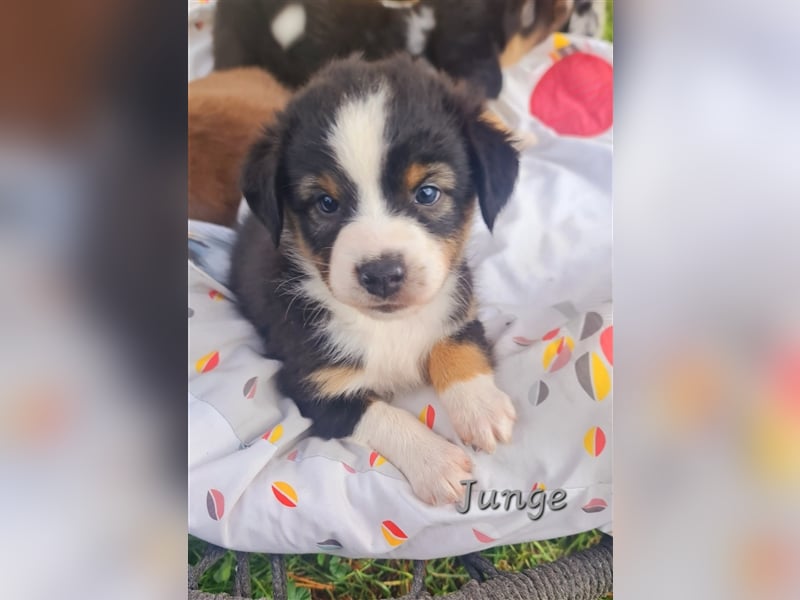 Mini Aussie Miniature Australian Shepherd  American Australien Shepheard