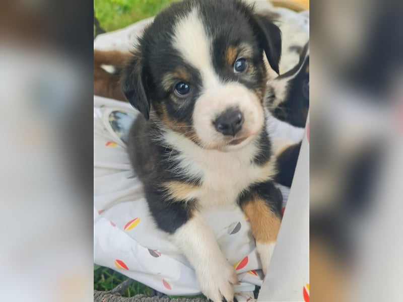 Mini Aussie Miniature Australian Shepherd  American Australien Shepheard