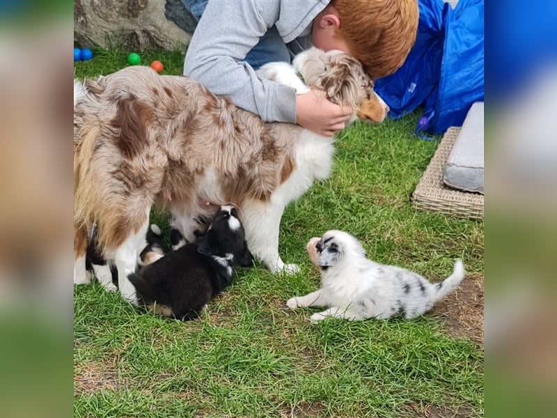 Mini Aussie Miniature Australian Shepherd  American Australien Shepheard