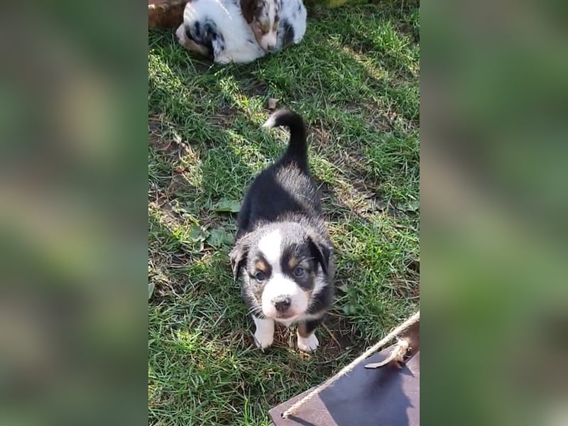 Mini Aussie Miniature Australian Shepherd  American Australien Shepheard