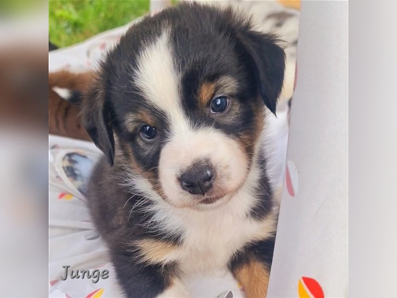 Mini Aussie Miniature Australian Shepherd  American Australien Shepheard