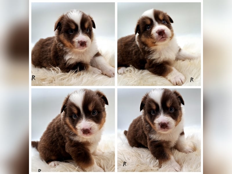 Miniature Australian Shepherd Welpen mit Papieren