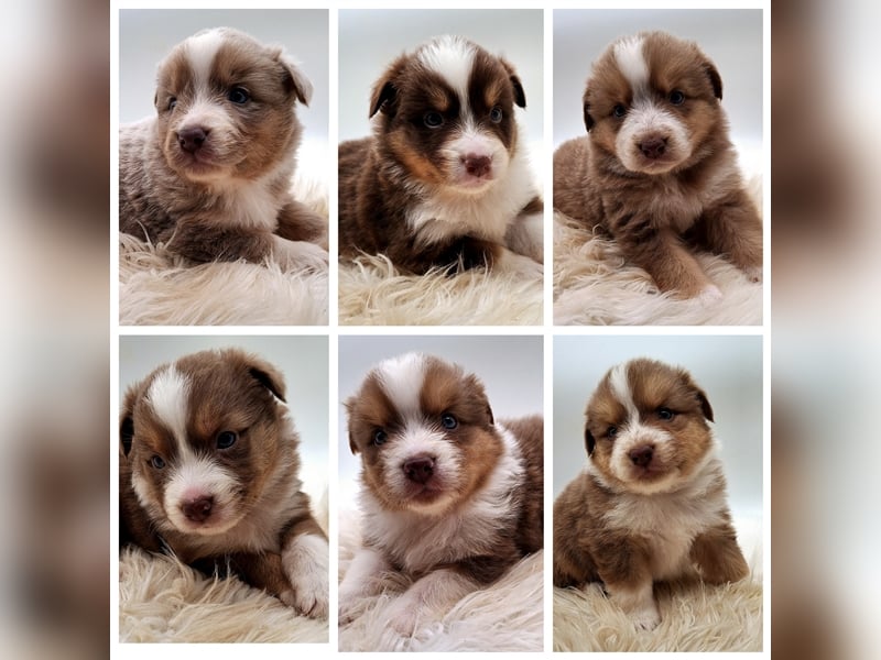 Miniature Australian Shepherd Welpen mit Papieren