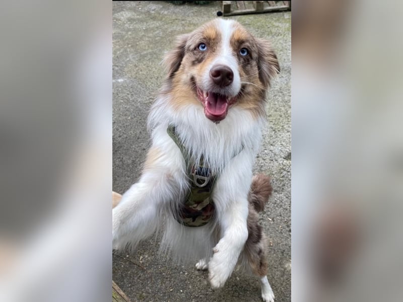 Mini Aussie Welpen zu verkaufen