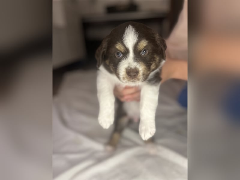 Mini Aussie Welpen zu verkaufen