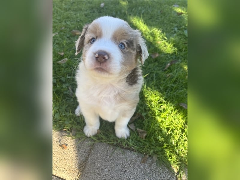 Mini Aussie Welpen zu verkaufen