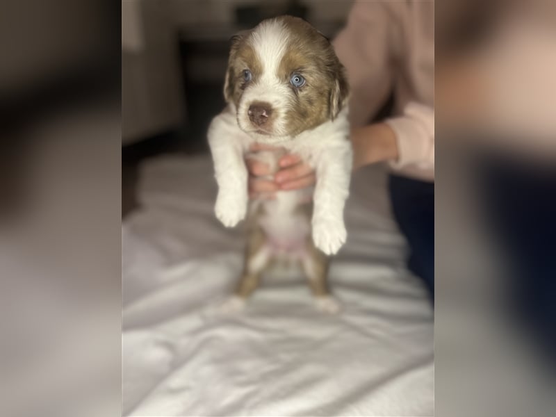 Mini Aussie Welpen zu verkaufen