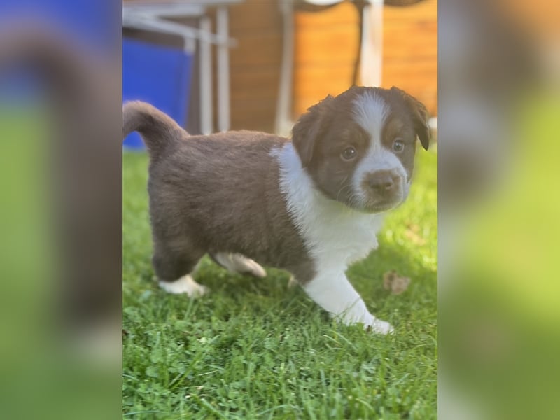 Mini Aussie Welpen zu verkaufen