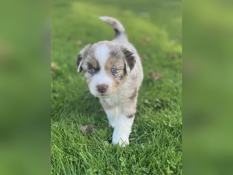 Mini Aussie Welpen zu verkaufen