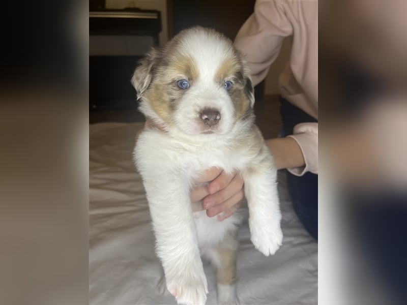 Mini Aussie Welpen zu verkaufen