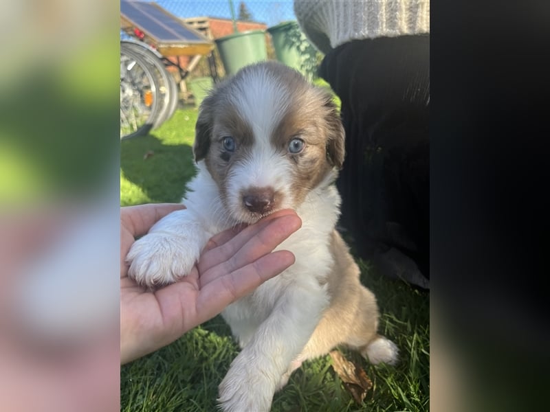 Mini Aussie Welpen zu verkaufen