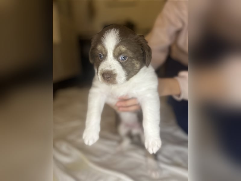 Mini Aussie Welpen zu verkaufen