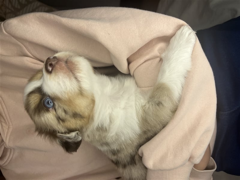 Mini Aussie Welpen zu verkaufen