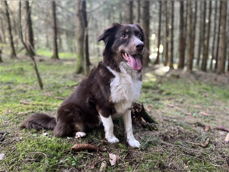 Mini Aussie Welpen zu verkaufen