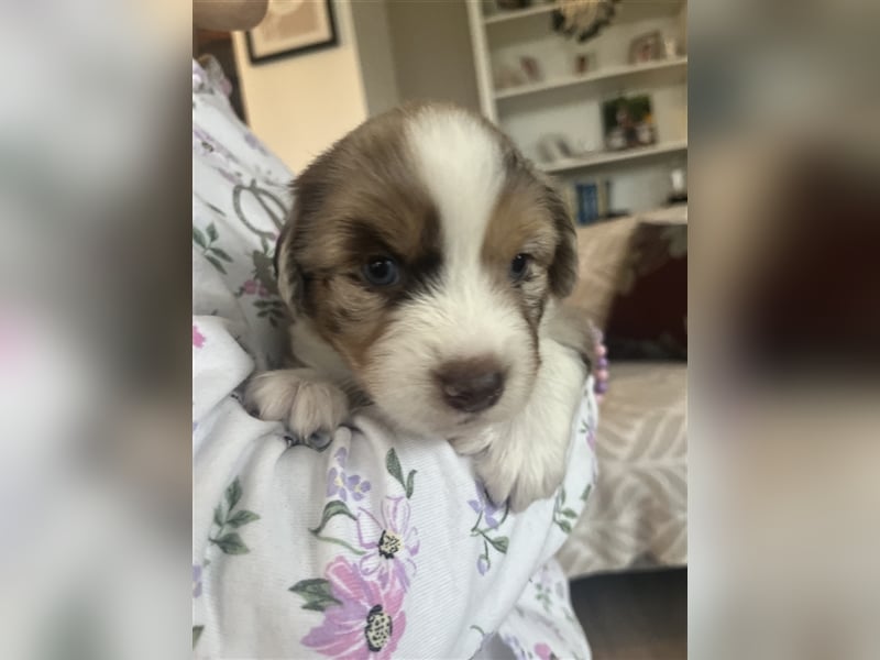 Mini Aussie Welpen zu verkaufen