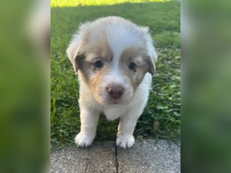 Mini Aussie Welpen zu verkaufen