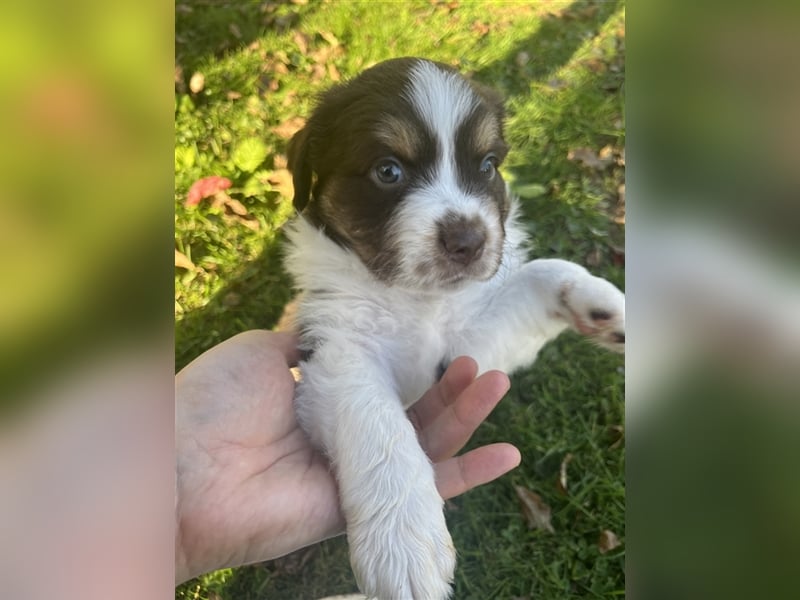 Mini Aussie Welpen zu verkaufen