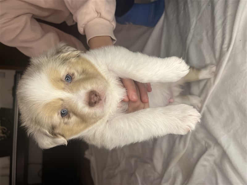 Mini Aussie Welpen zu verkaufen