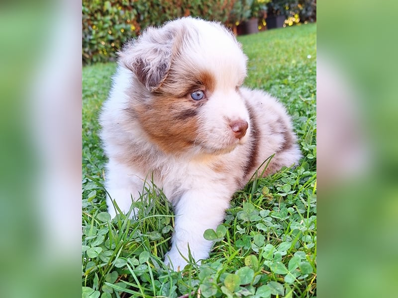 Mini Australian Shepherd Welpen