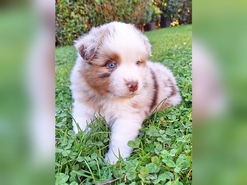 Mini Australian Shepherd Welpen