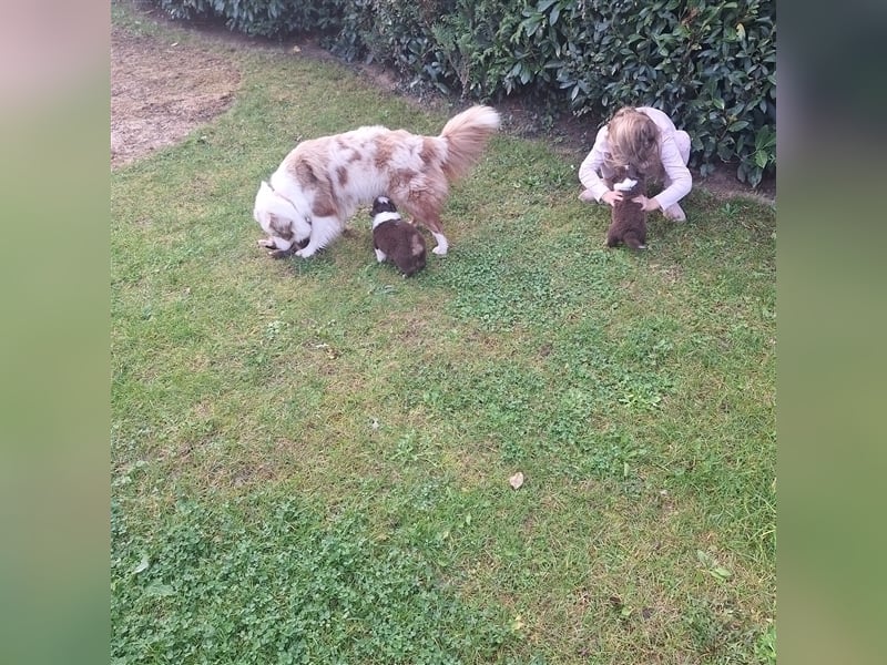 Mini Australian Shepherd Welpen