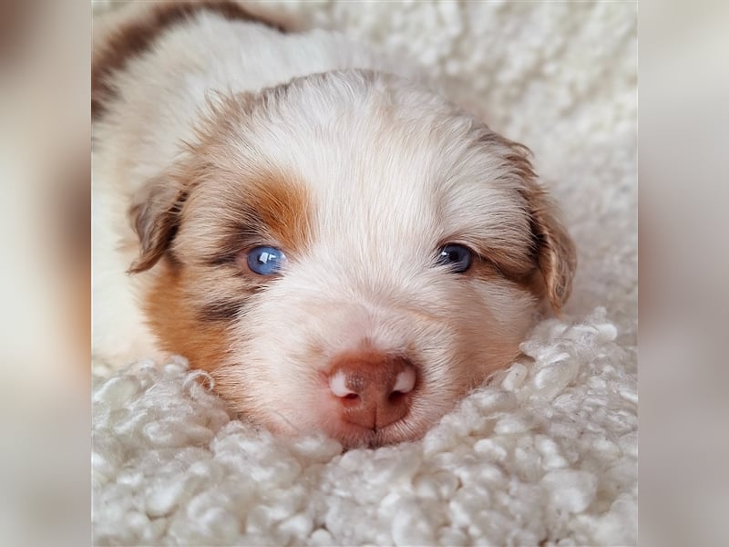 Mini Australian Shepherd Welpen