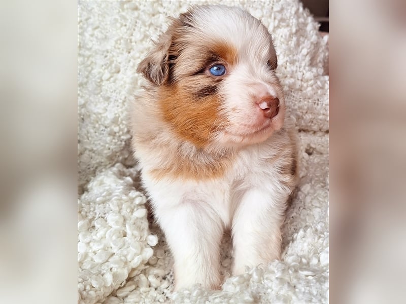 Mini Australian Shepherd Welpen