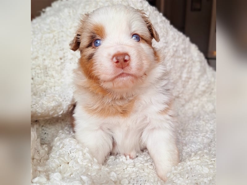 Mini Australian Shepherd Welpen